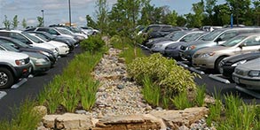 Rain Garden as Median